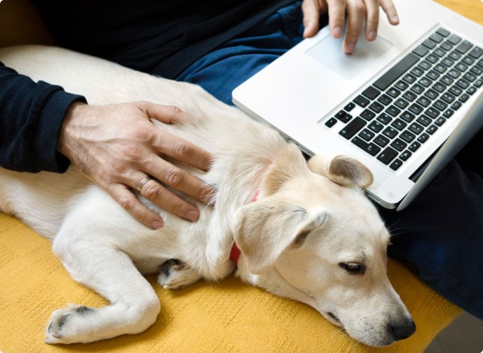 A person using their laptop while petting a dog.